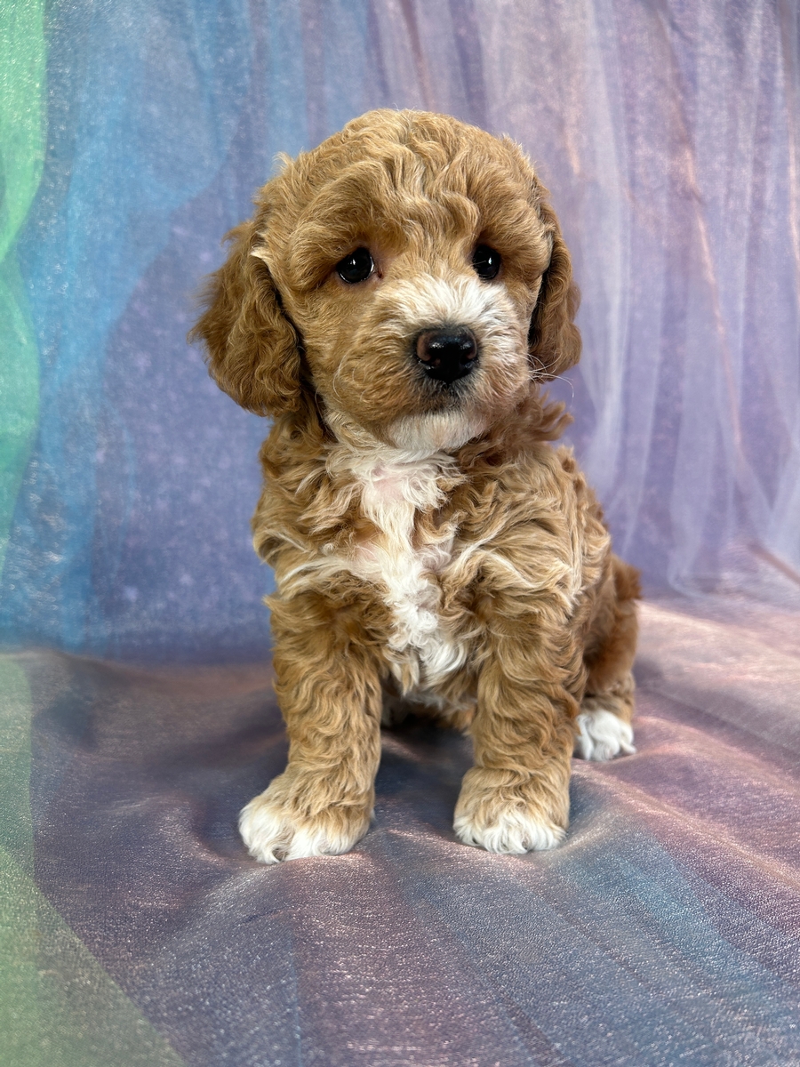 Female Bichon Poodle Pup for Sale DOB 3-26-2026 $950